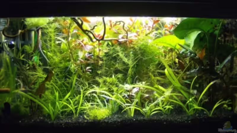 Aquarium Hauptansicht von mp Aquarium