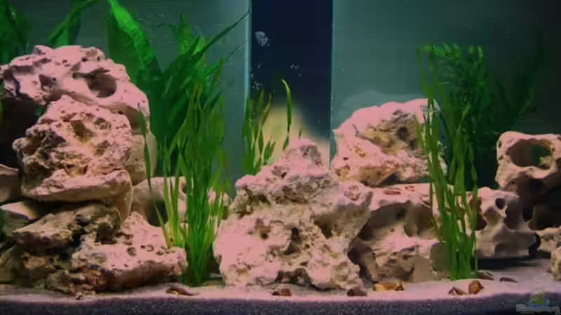 Aquarium Hauptansicht von mp Scubabay von Rudi Zettl (1)