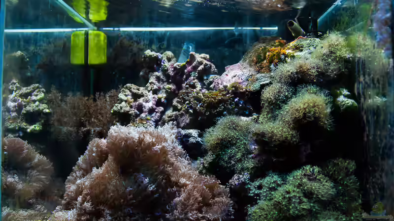 Aquarium Hauptansicht von MW Würfel WZ von Cichlid Power (1)