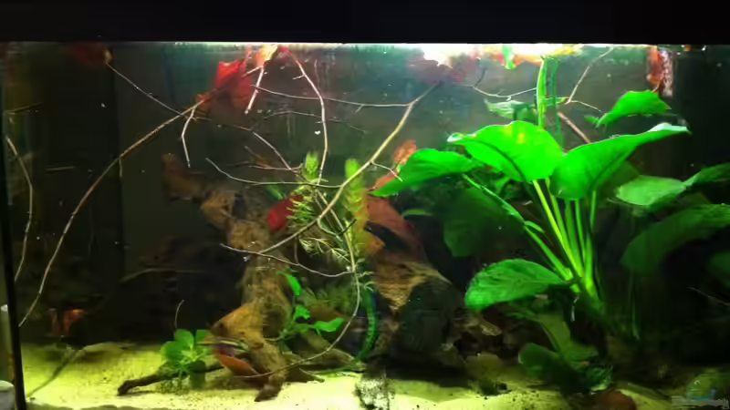 Aquarium Hauptansicht von My beautiful P. pulcher von Exotist (1)