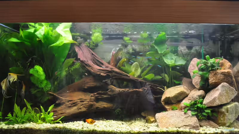 Aquarium Hauptansicht von My First von JustTheD (1)