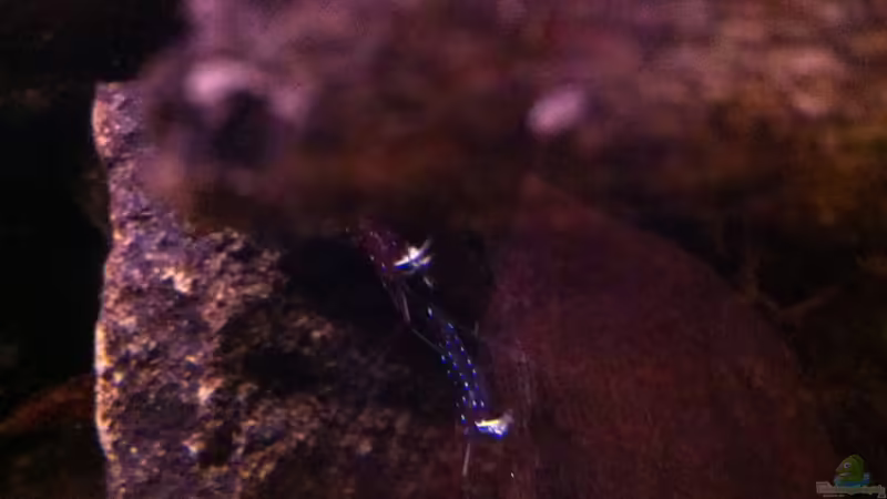 Aquarium Hauptansicht von My Lake Matano--existiert so nicht mehr von Exotist (1)