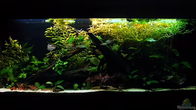 Aquarium Hauptansicht von My little African Dream Nur noch als Beispiel von johnK (1)