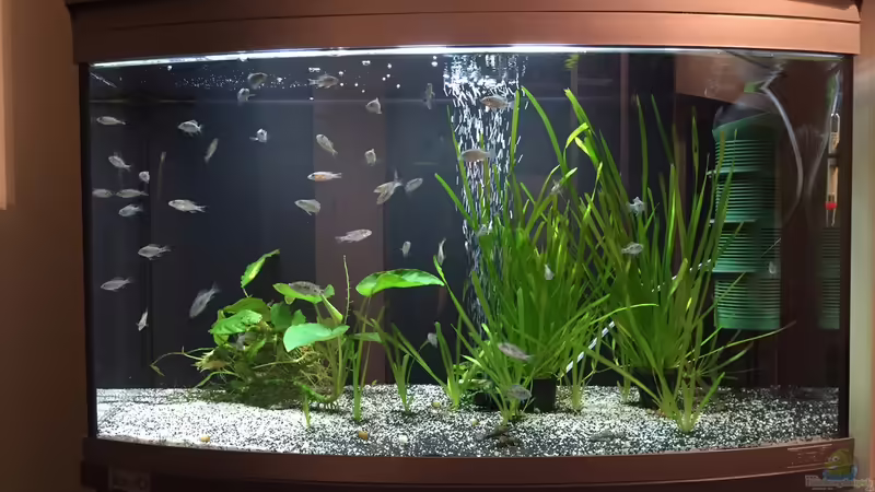 Aquarium Hauptansicht von My Malawi-Backup