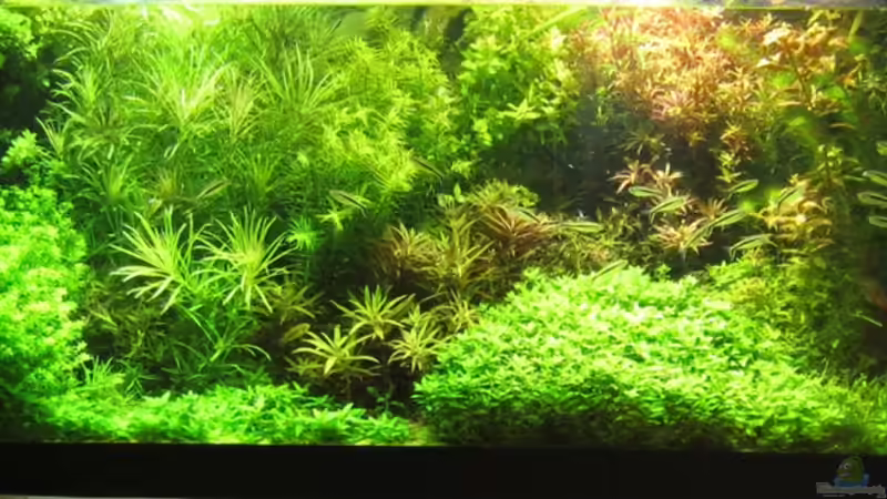 Aquarium Hauptansicht von mysteryland