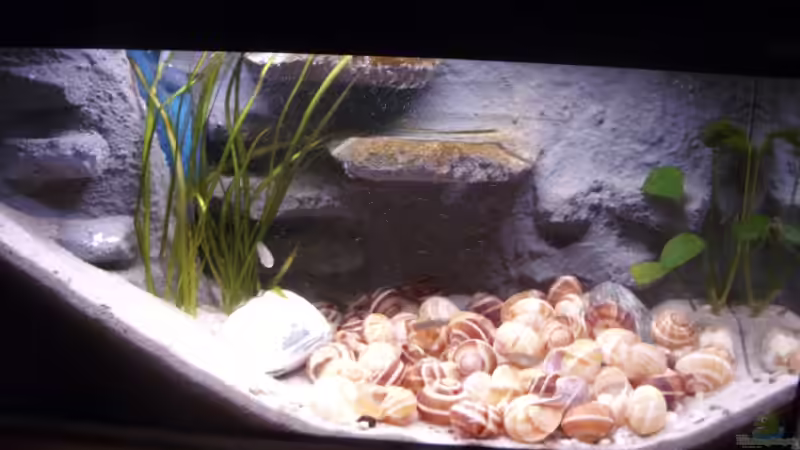 Aquarium Hauptansicht von N. multifasciatus Artbecken- Nur noch als Beispiel