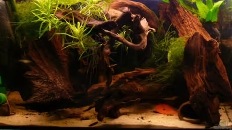 Aquarium Hauptansicht von Nanacara anomala von Cichlid Power (1)