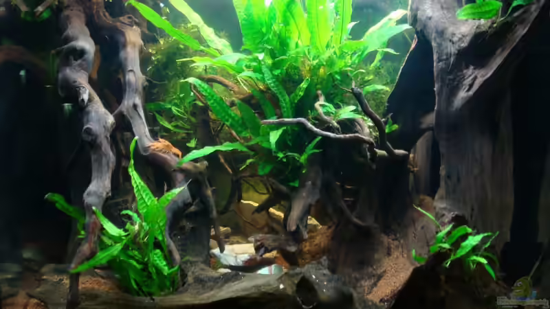 Aquarium Hauptansicht von Nannacara anomala von ekki (1)