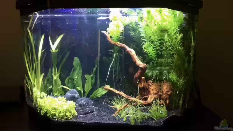 Aquarium Hauptansicht von Nano (aufgelöst) von Manuela (1)