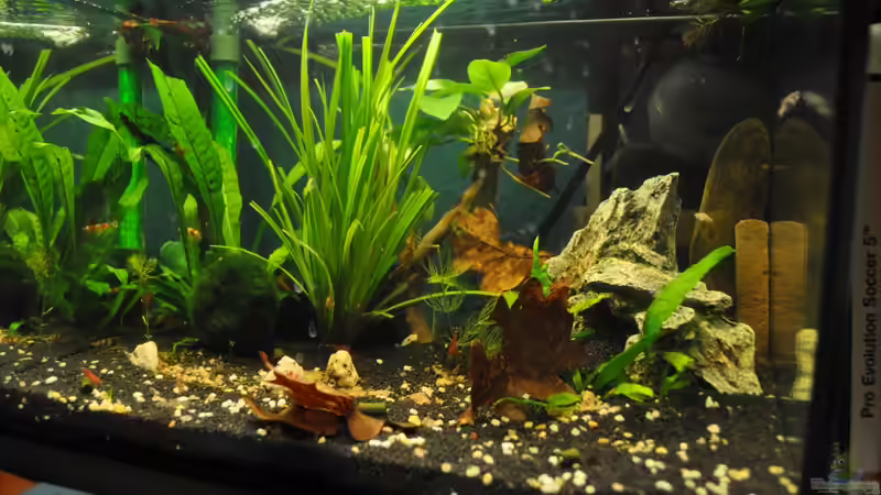 Aquarium Hauptansicht von Nano Becken 20 Liter