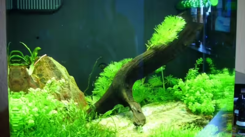 Aquarium Hauptansicht von Nano Becken von Maggus (1)