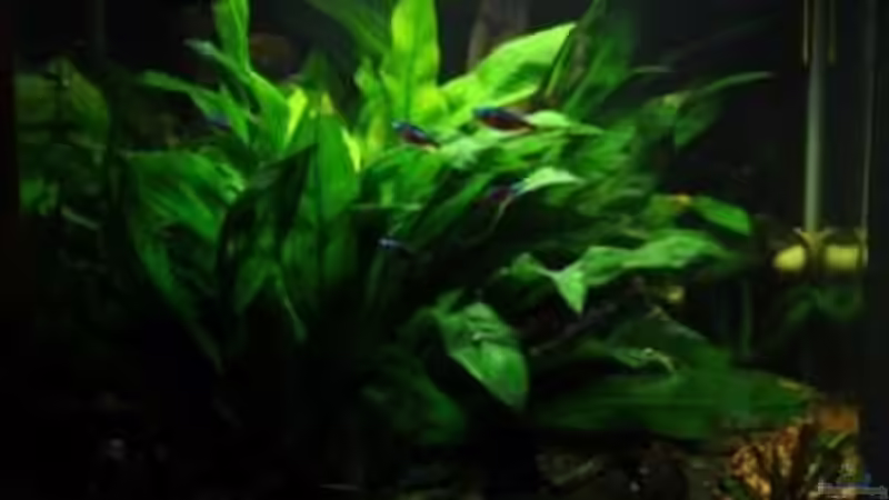 Aquarium Hauptansicht von Nano Cube 130 XXL von leaa (1)