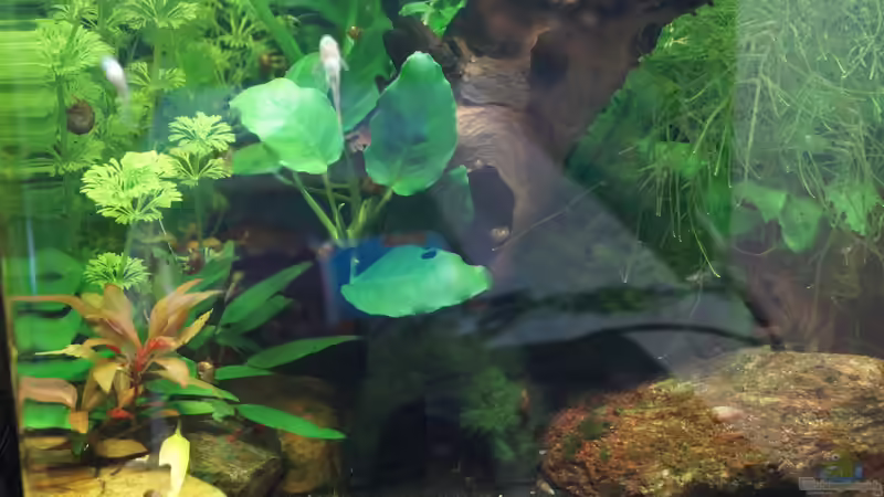 Aquarium Hauptansicht von Nano Cube 30l von Raphi (1)