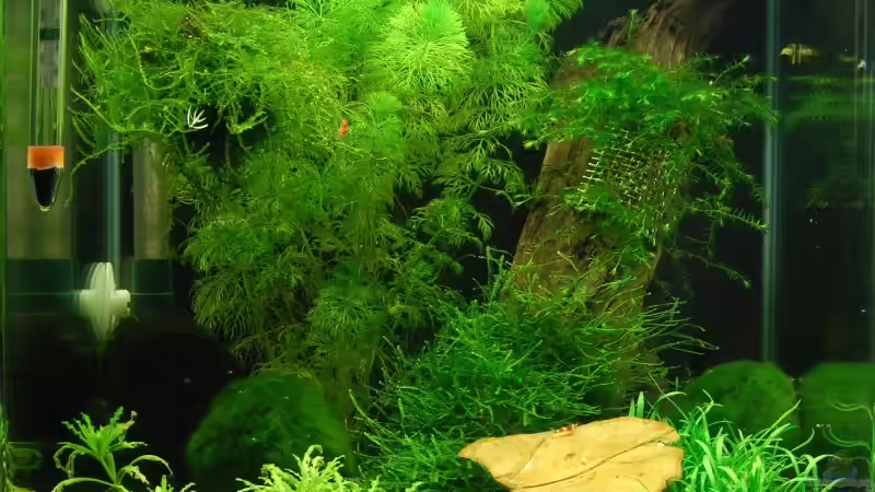 Aquarium Hauptansicht von Nano Cube 30L