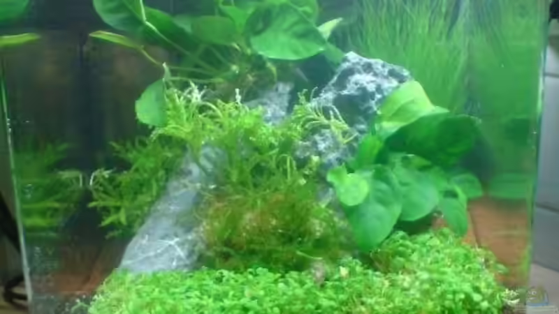 Aquarium Hauptansicht von Nano Cube Planted von Nano-FAN (1)