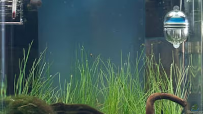 Aquarium Hauptansicht von Nano Cube von DiePfützedesEisbergs (1)