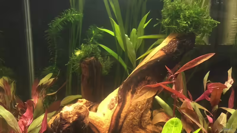 Aquarium Hauptansicht von Nano Cube von Pimpmatics (1)