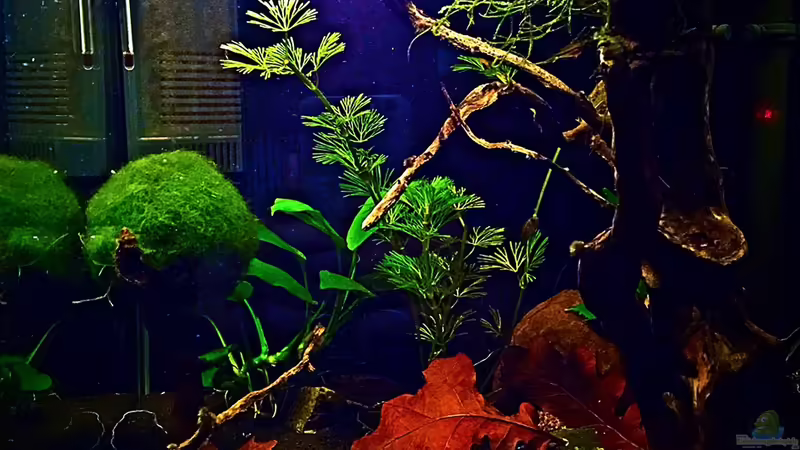 Aquarium Hauptansicht von Nano Kakadu.