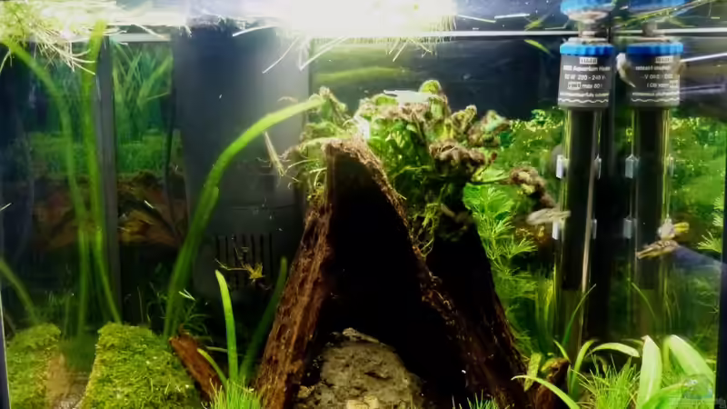 Aquarium Hauptansicht von Nano-Kugelfischaquarium von v3rt3x (1)