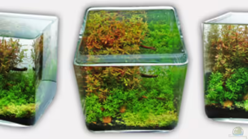 Aquarium Hauptansicht von Nano World Colour von Nano-FAN (1)