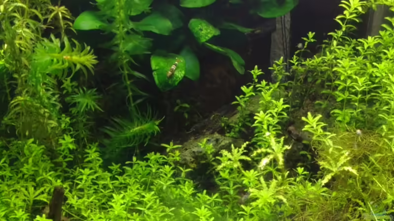 Aquarium Hauptansicht von Nanocube 30 von Monopoly (1)