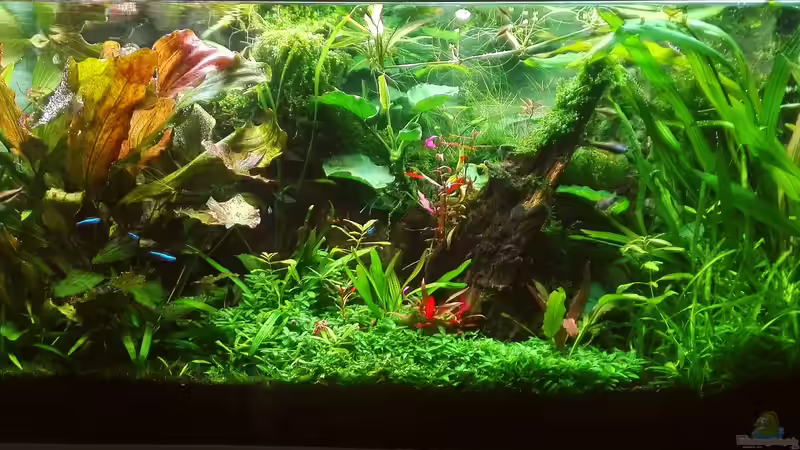 Aquarium Hauptansicht von Nanozonas von Lance Hardwood (1)