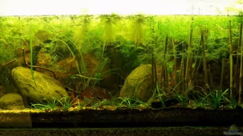 Aquarium Hauptansicht von Natur of Dreams Ogowe von Falk (1)