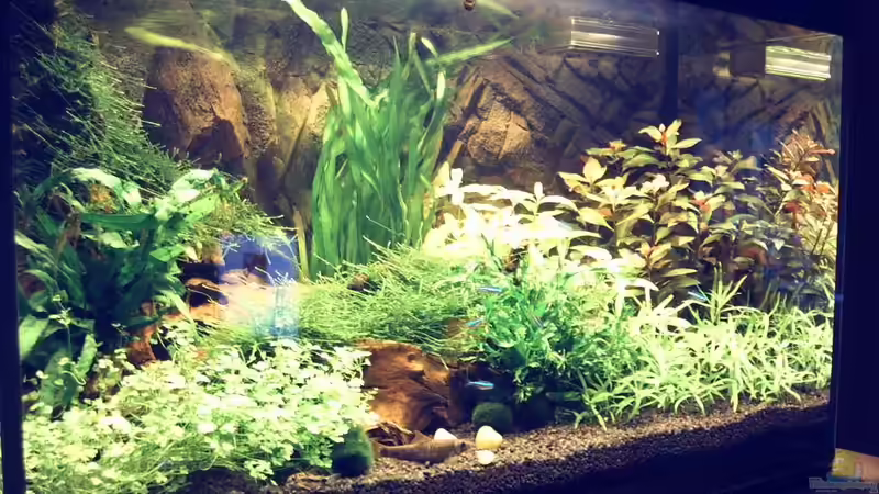 Aquarium Hauptansicht von Natur von Arle (1)