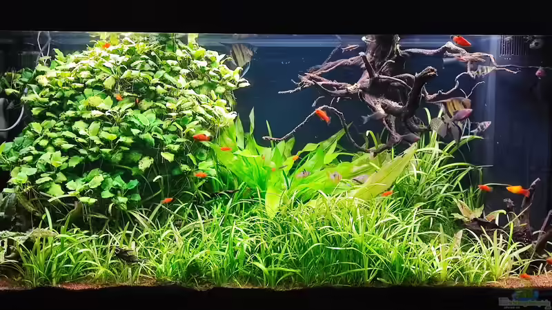 Aquarium Hauptansicht von Naturaquarium Südamerika ( nur noch Beispiel) von Ralf Bercke (1)