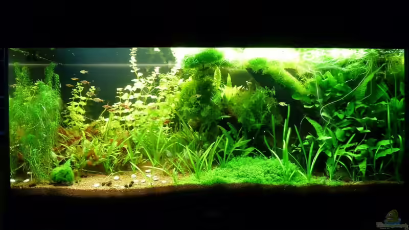 Aquarium Hauptansicht von Naturaquarium