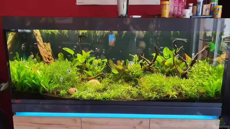 Aquarium Hauptansicht von NATURE 2019 von Ronny Jacob (1)
