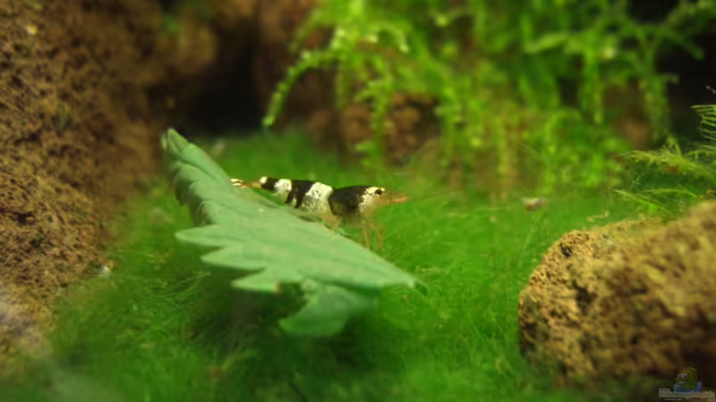 Aquarium Hauptansicht von Nelenbecken