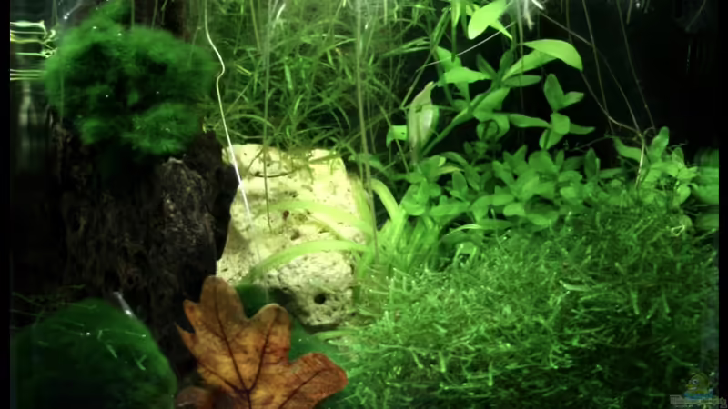 Aquarium Hauptansicht von Nelenisland von Garnelenmami (1)