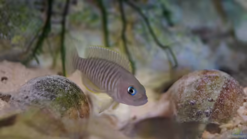 Aquarium Hauptansicht von Neolamprologus Multifasciatus von Raphi (1)