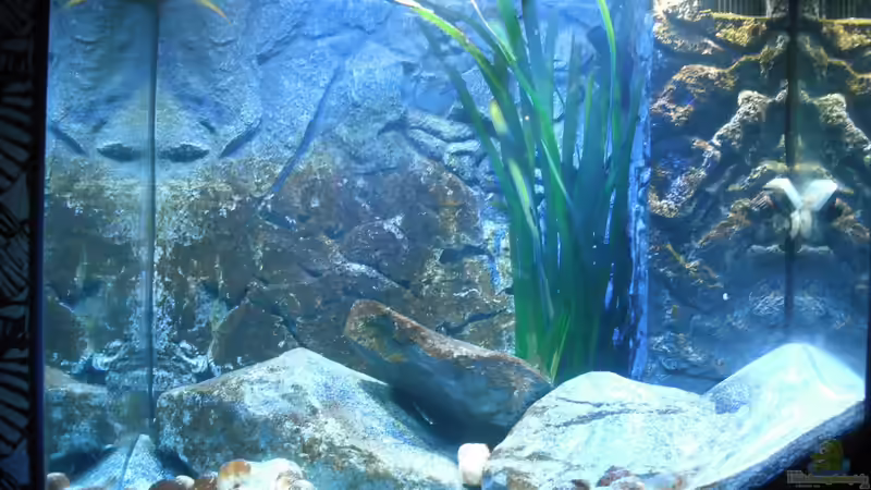 Aquarium Hauptansicht von Neolamprologus multifasciatus