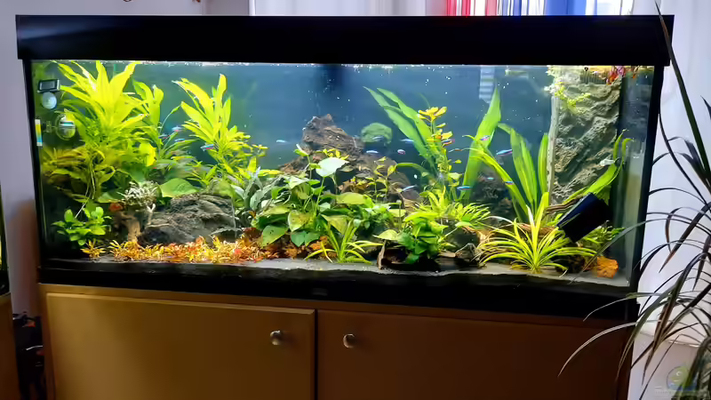 Aquarium Hauptansicht von Neon von Antschi (1)