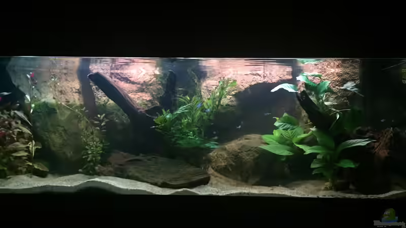 Aquarium Hauptansicht von Neonen von Der Schwede (1)