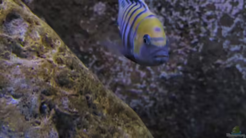 Aquarium Hauptansicht von neue Malawipfütze von Hörnchen (1)