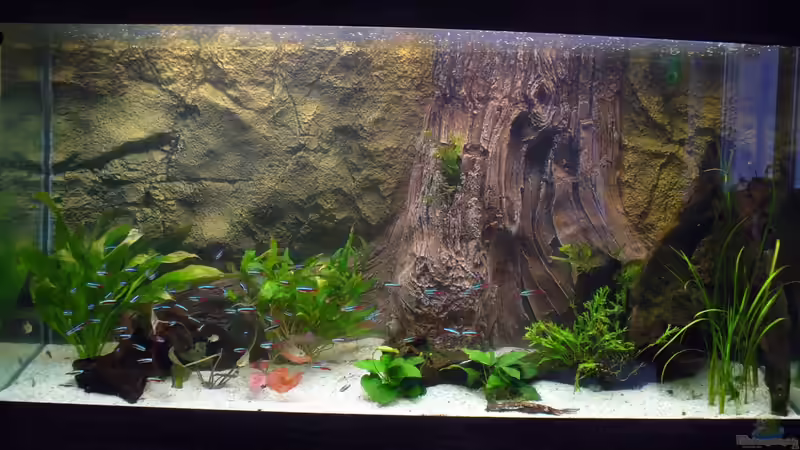 Aquarium Hauptansicht von Neueinrichtung nach Umzug von Randsteinwetzer (1)