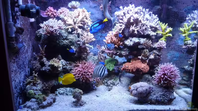 Aquarium Hauptansicht von Neues Becken von Madlen Gajda (1)