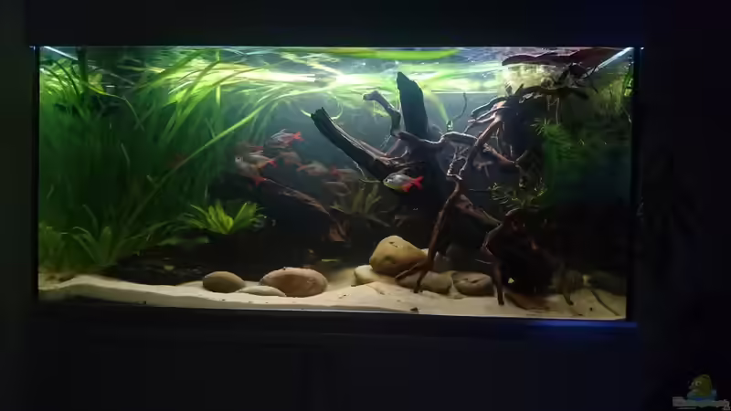 Aquarium Hauptansicht von Neues beni becken