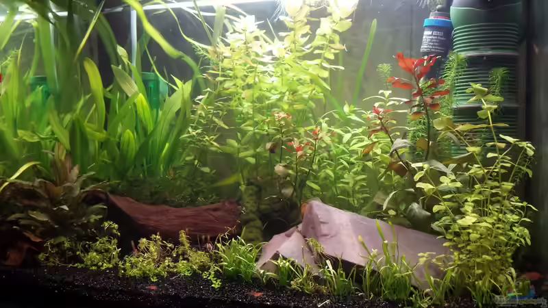 Aquarium Hauptansicht von Neuland