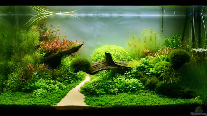 Aquarium Hauptansicht von Never-Never Land von Tim