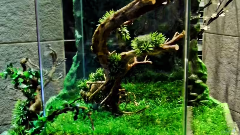 Aquarium Hauptansicht von NEW WAY von snooze (1)