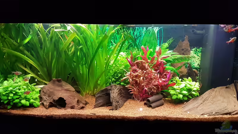 Aquarium Hauptansicht von Niedersachen von Pulle (1)