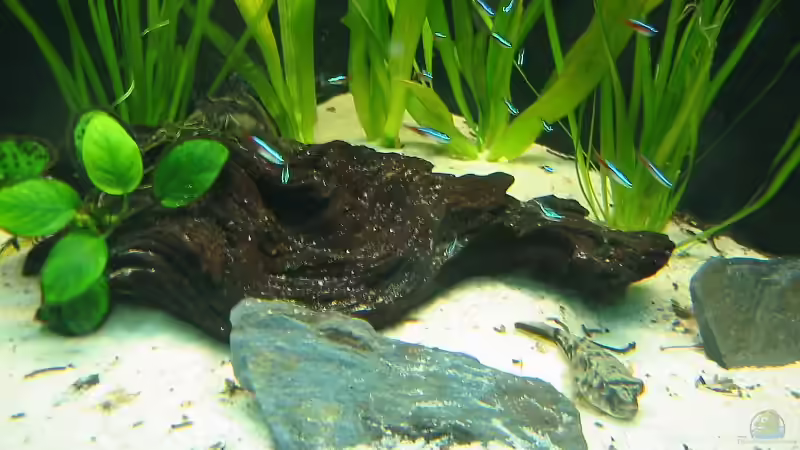 Aquarium Hauptansicht von Nilkugelfisch-Artbecken von Christina Studt (1)