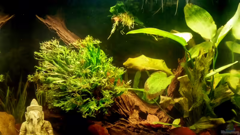 Aquarium Hauptansicht von Nimmerland von miss_underwaterlove (1)