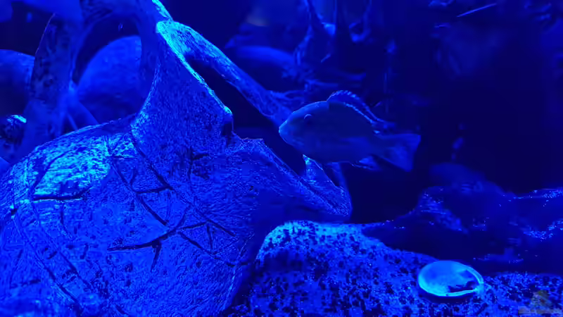 Aquarium Hauptansicht von Non  , Becken 34006 von Kevin Engelsberger (1)