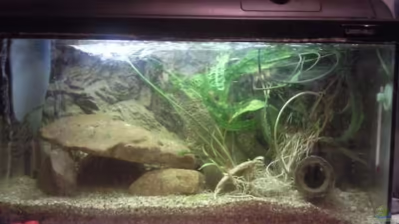 Aquarium Hauptansicht von Non Mbuna Kindergarten