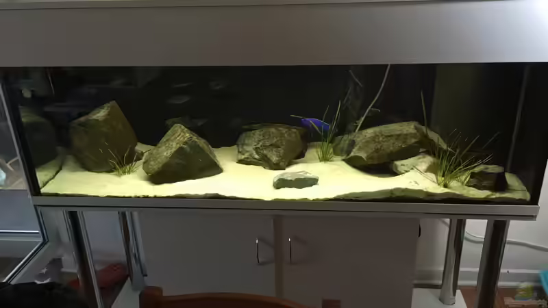 Aquarium Hauptansicht von Non mbuna life von Malawi Appel (1)